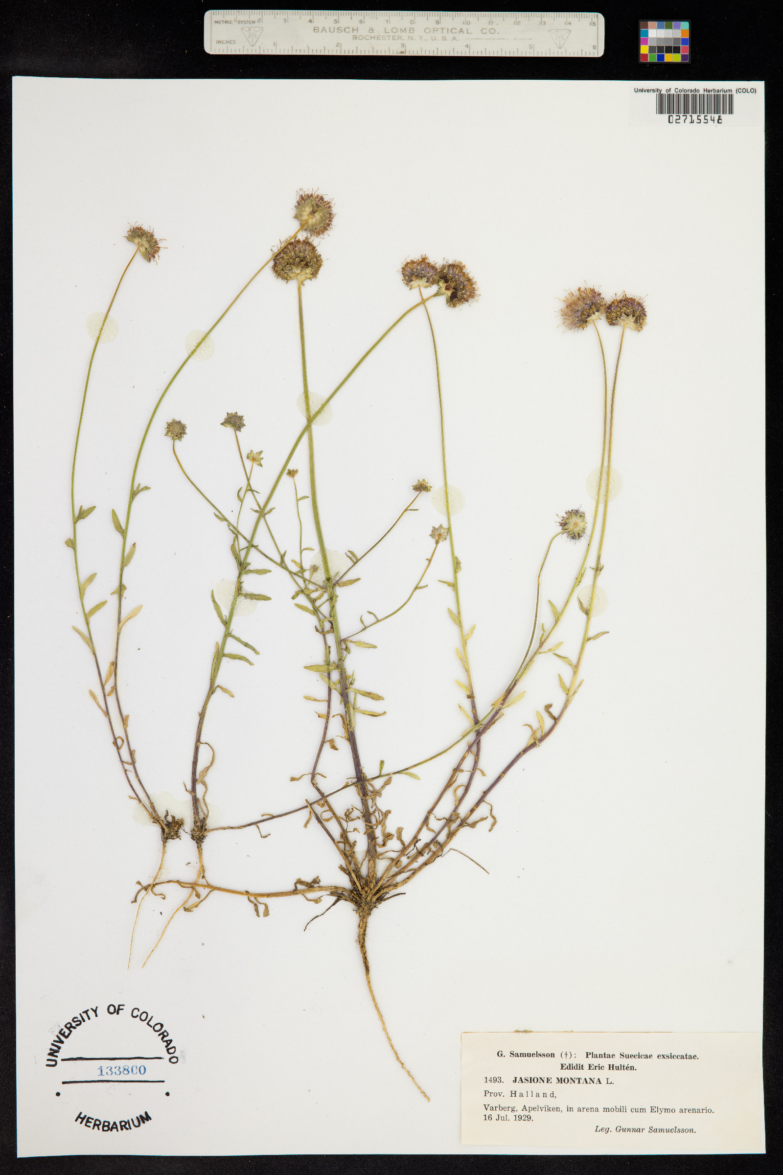 Jasione montana image