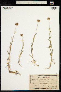 Jasione perennis image