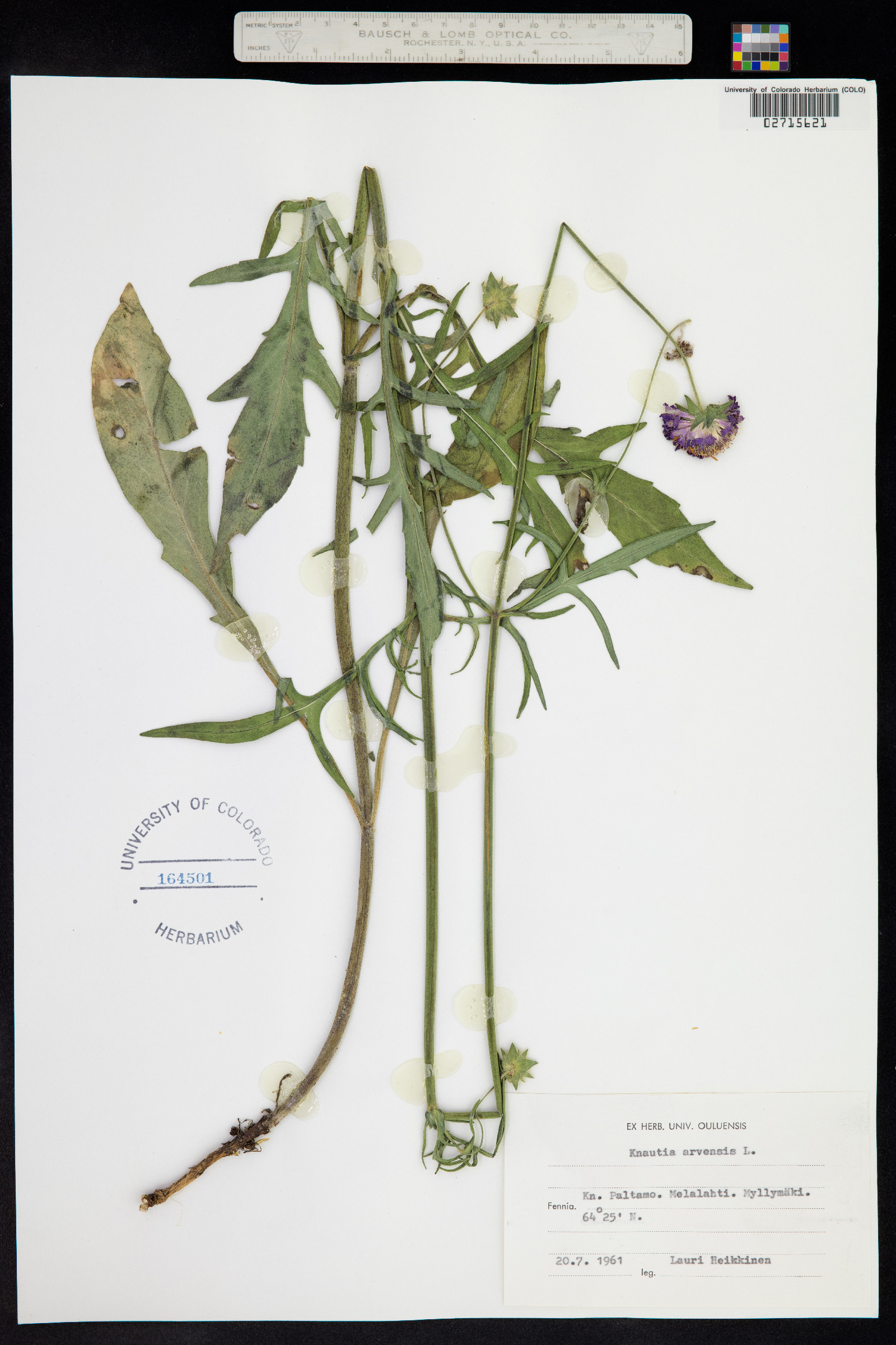 Knautia arvensis image