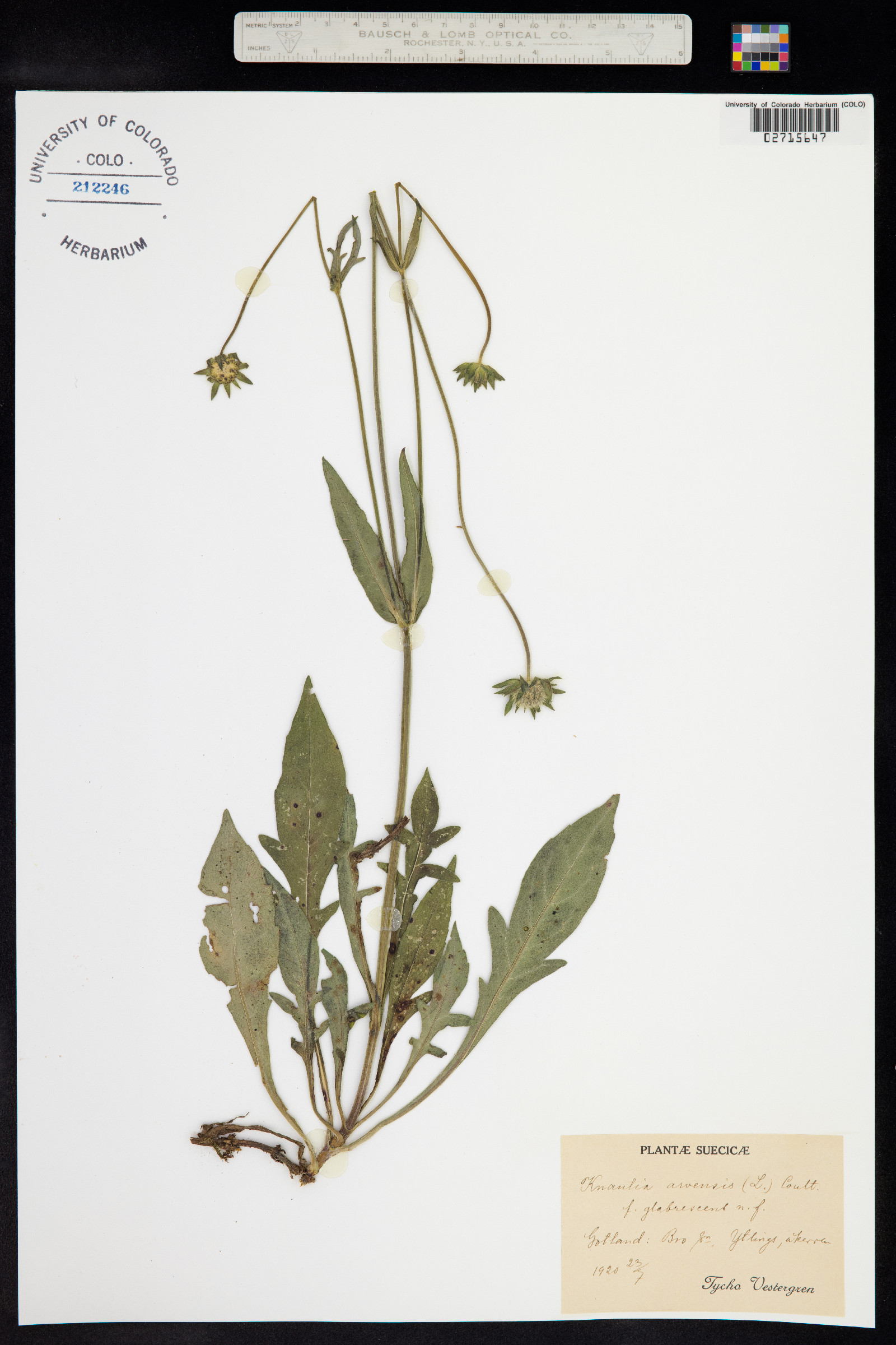 Knautia arvensis image