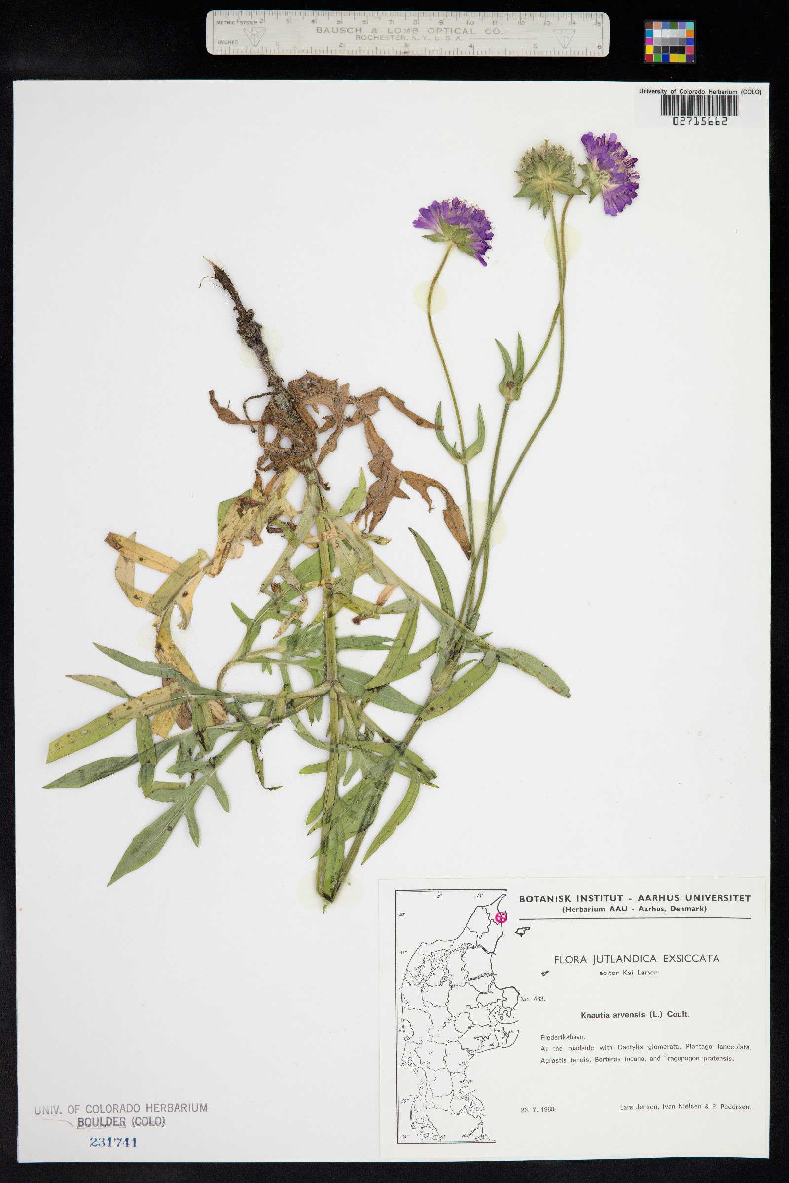 Knautia arvensis image