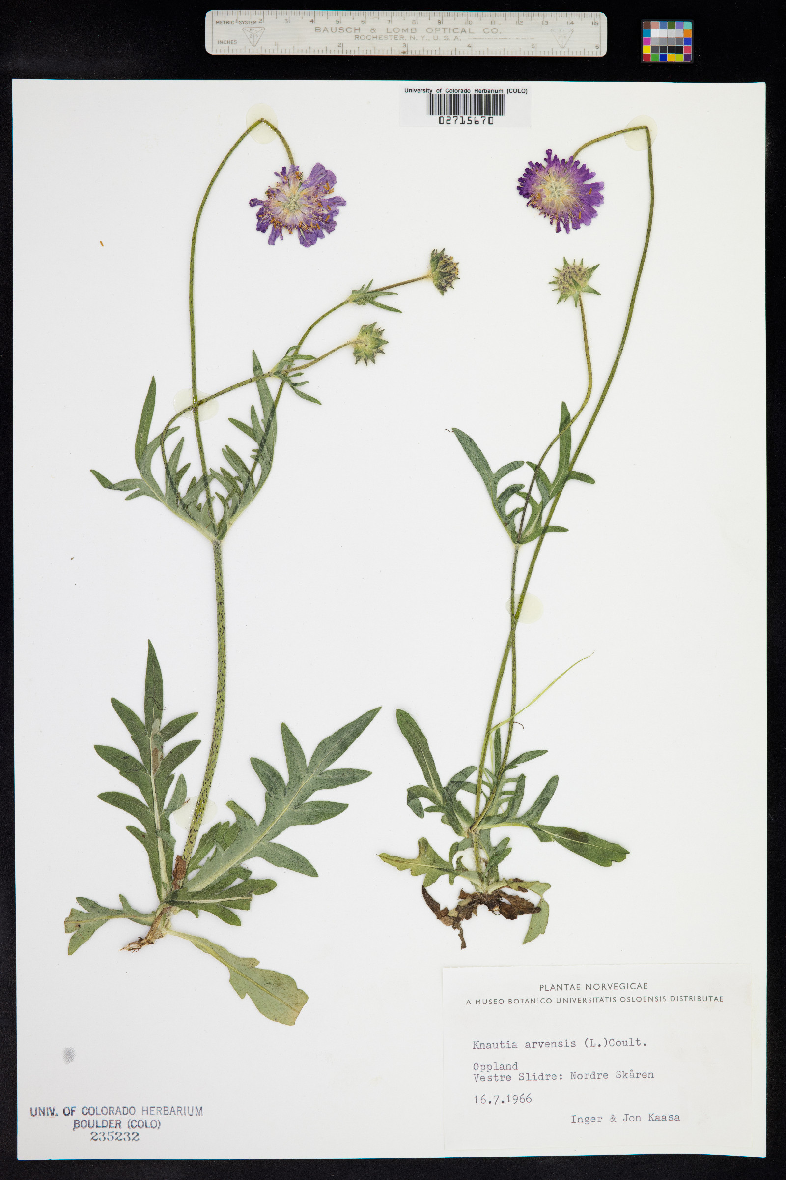 Knautia arvensis image
