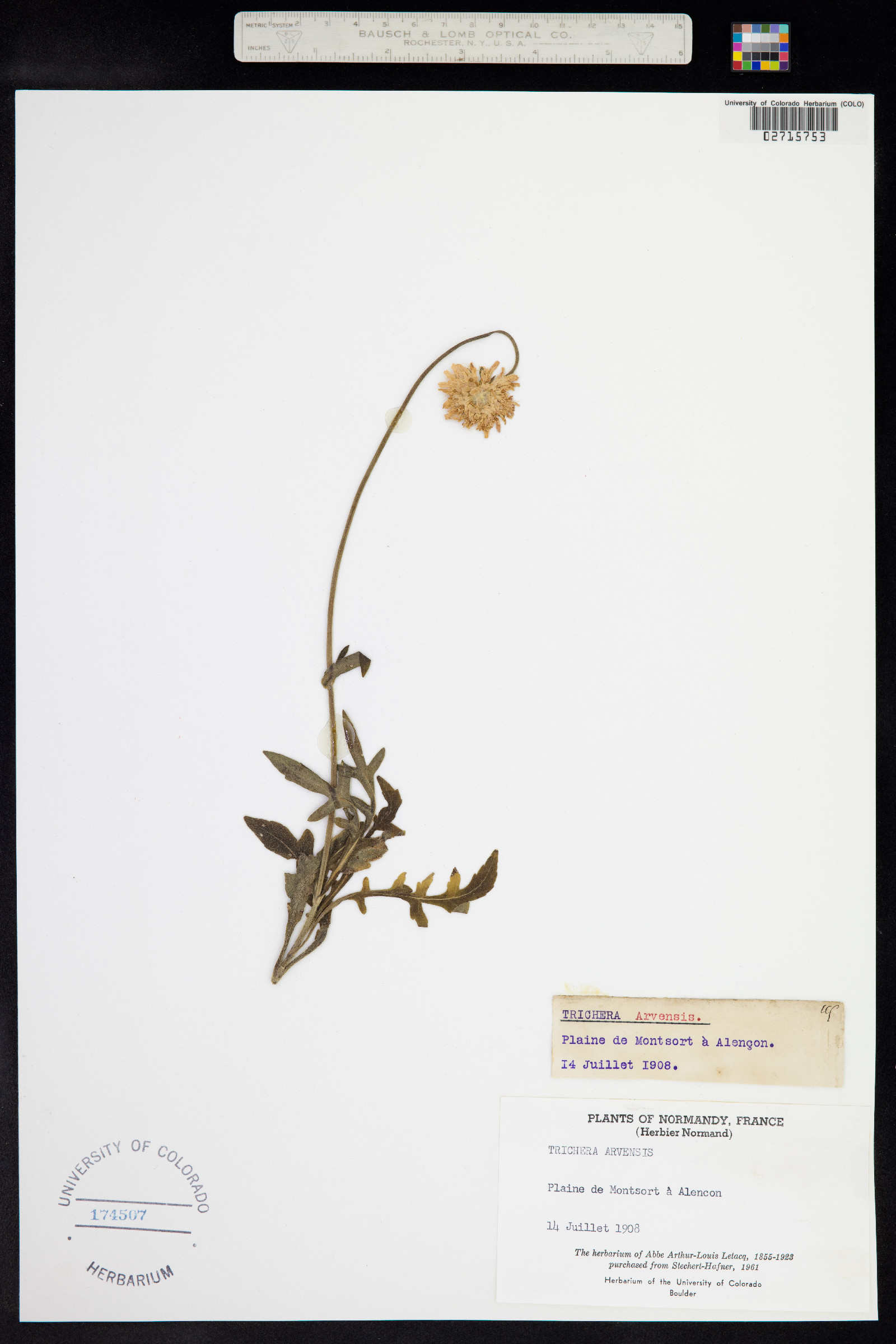 Knautia arvensis image