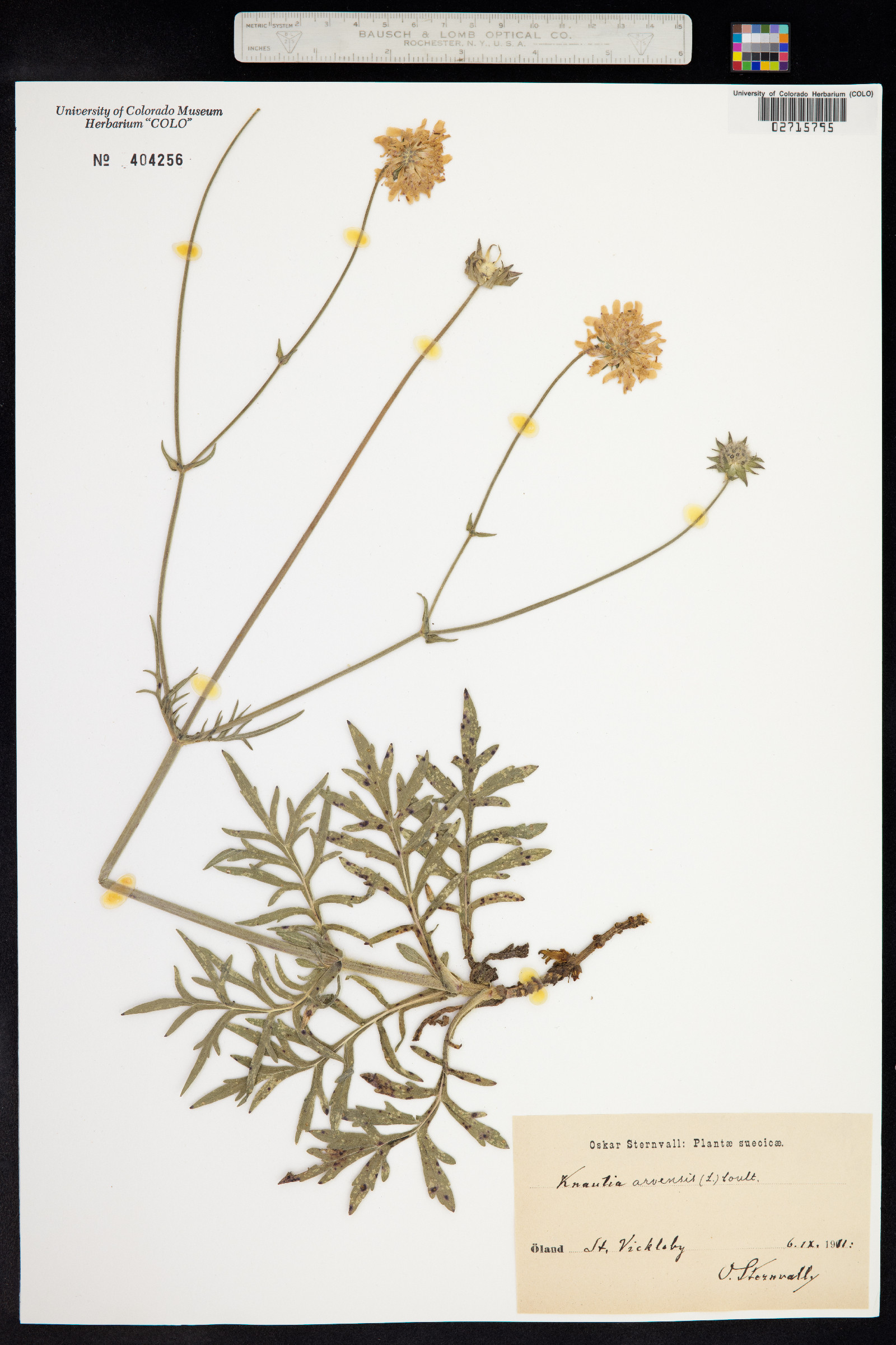 Knautia arvensis image