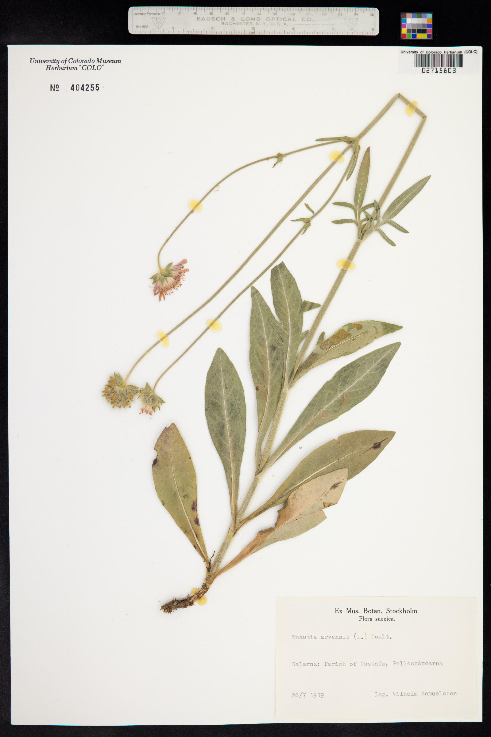 Knautia arvensis image