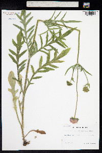 Knautia arvensis image