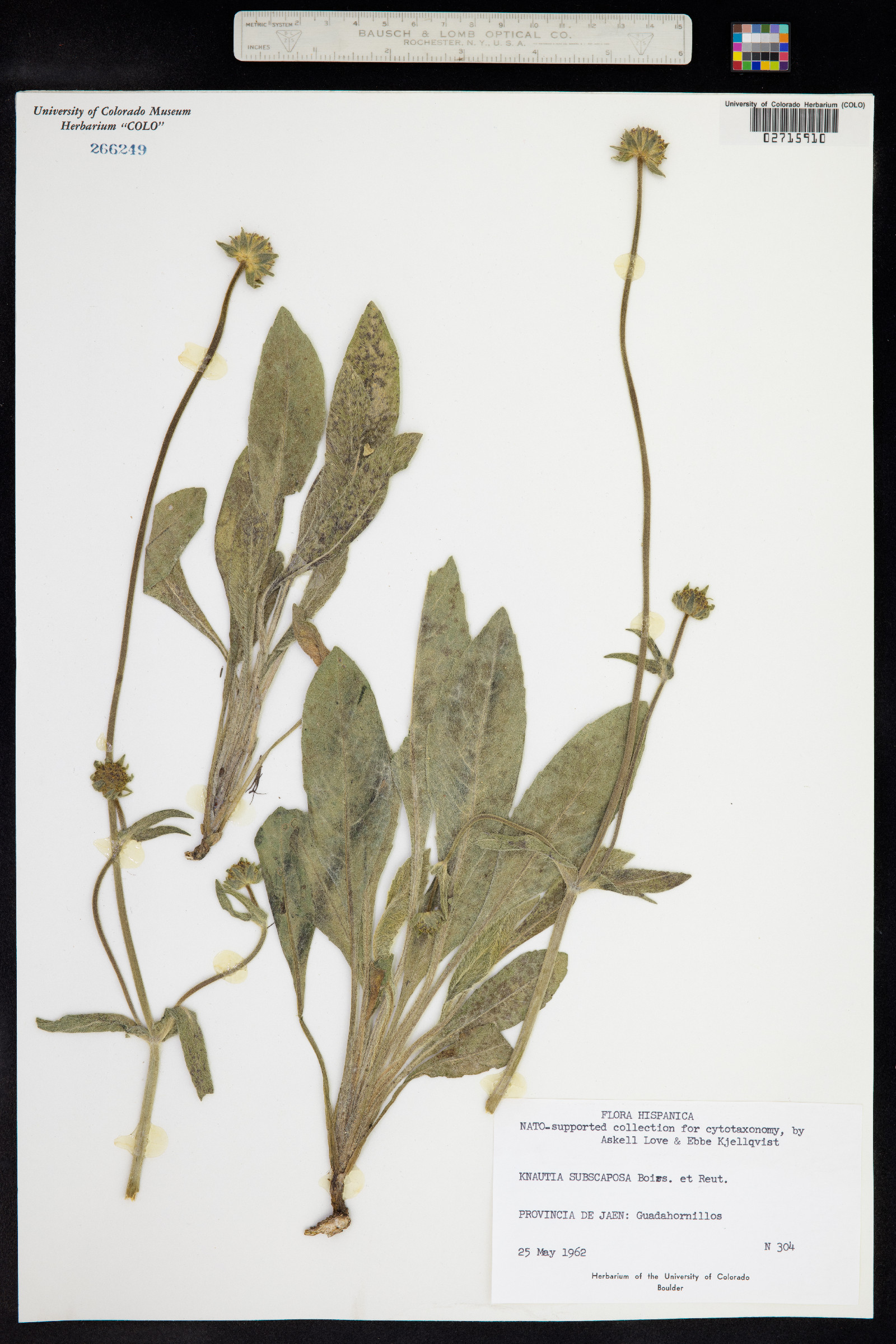 Knautia image