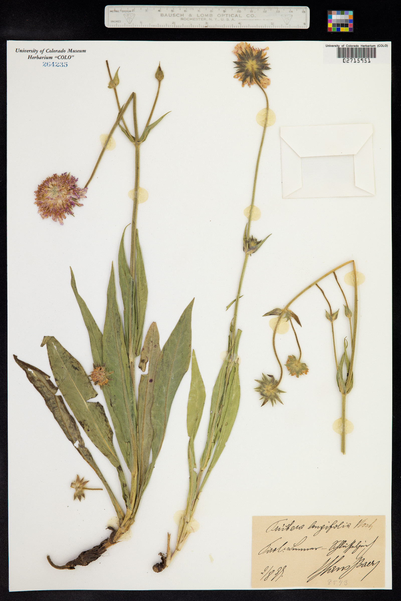 Knautia longifolia image