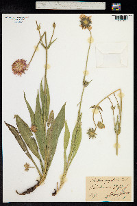 Image of Knautia longifolia