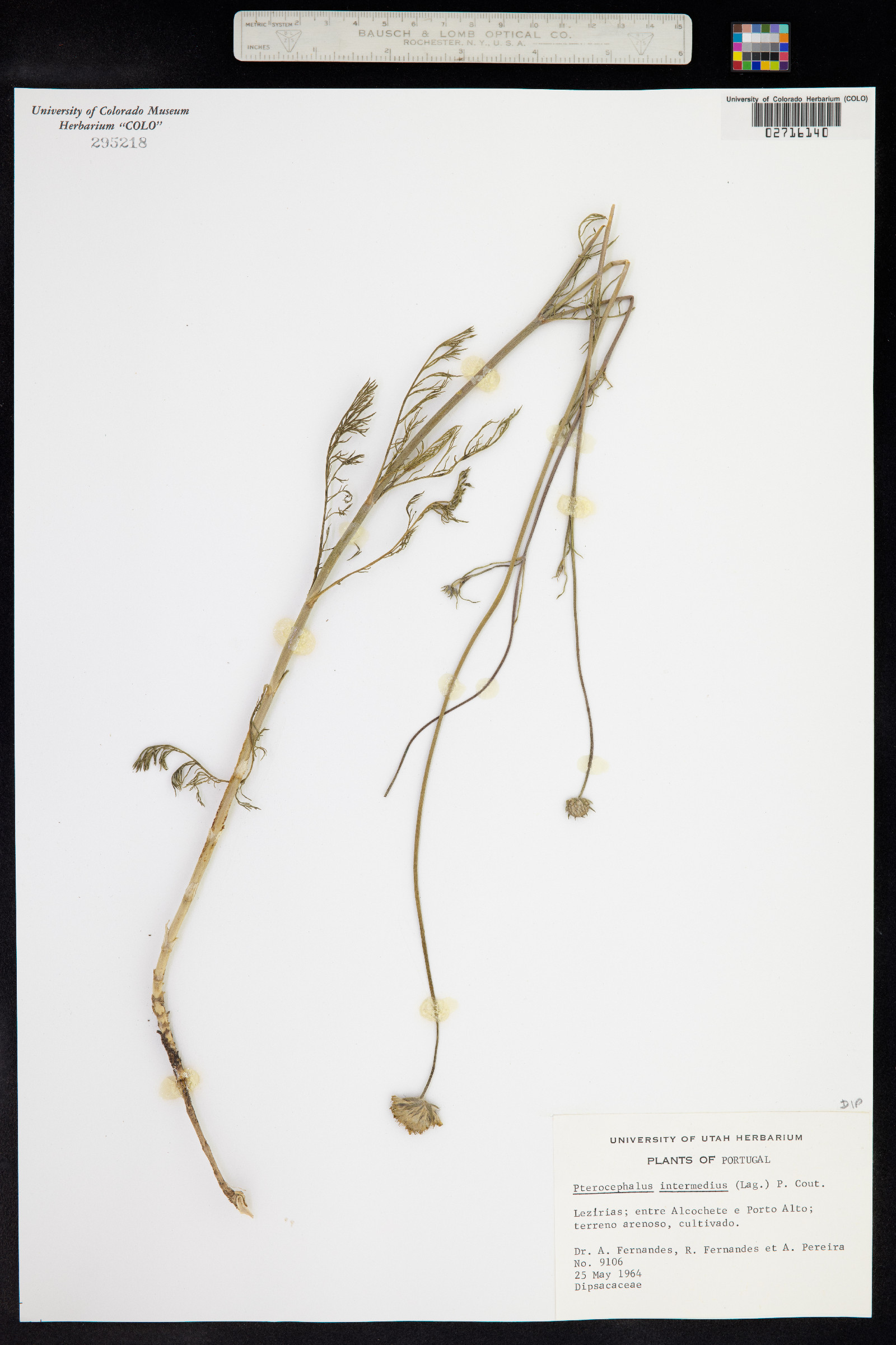 Dipsacoideae image