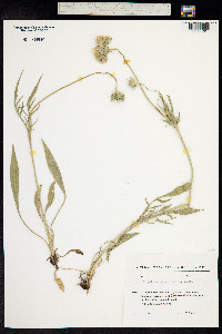 Lomelosia caucasica image