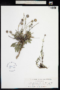 Scabiosa canescens image