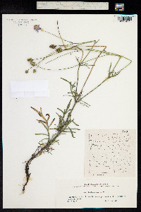 Scabiosa canescens image