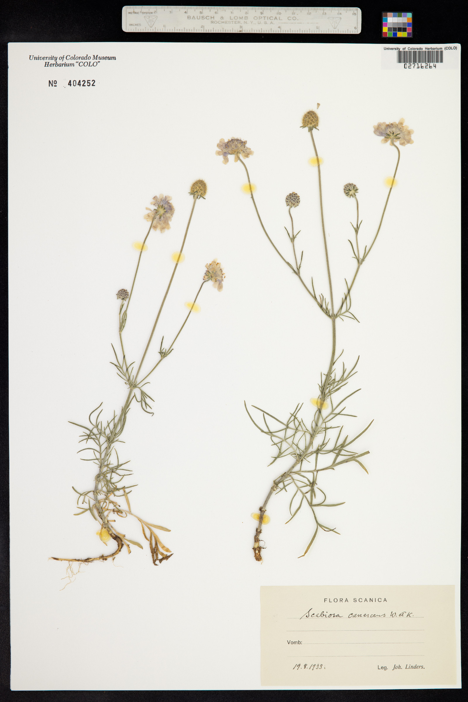 Scabiosa canescens image