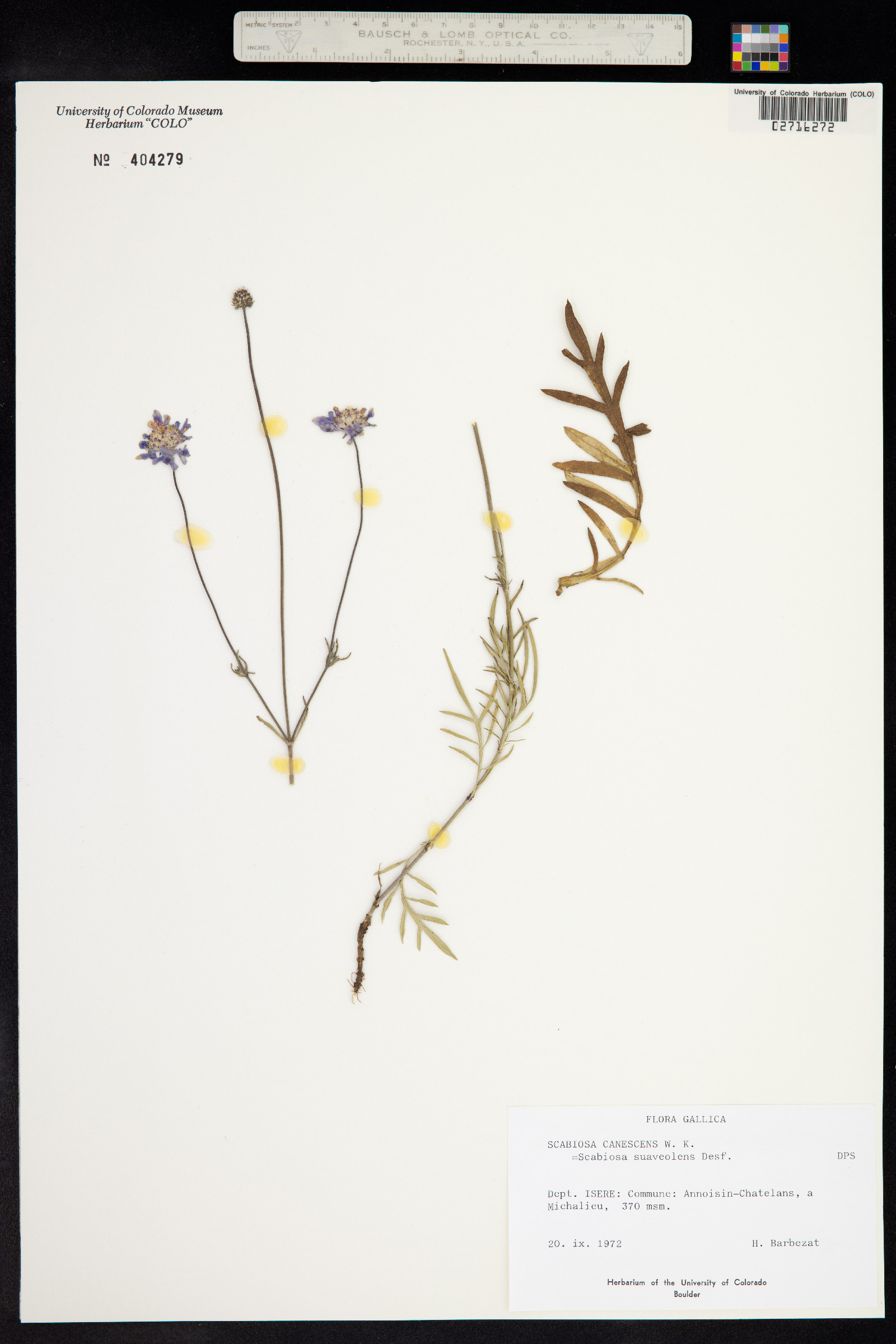 Scabiosa canescens image