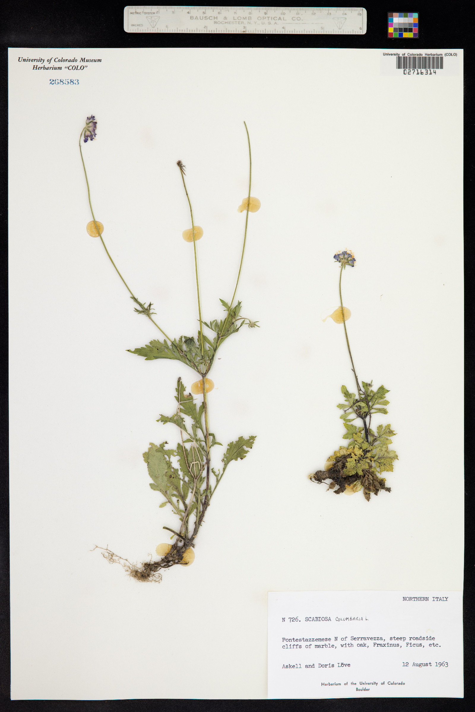 Scabiosa columbaria image