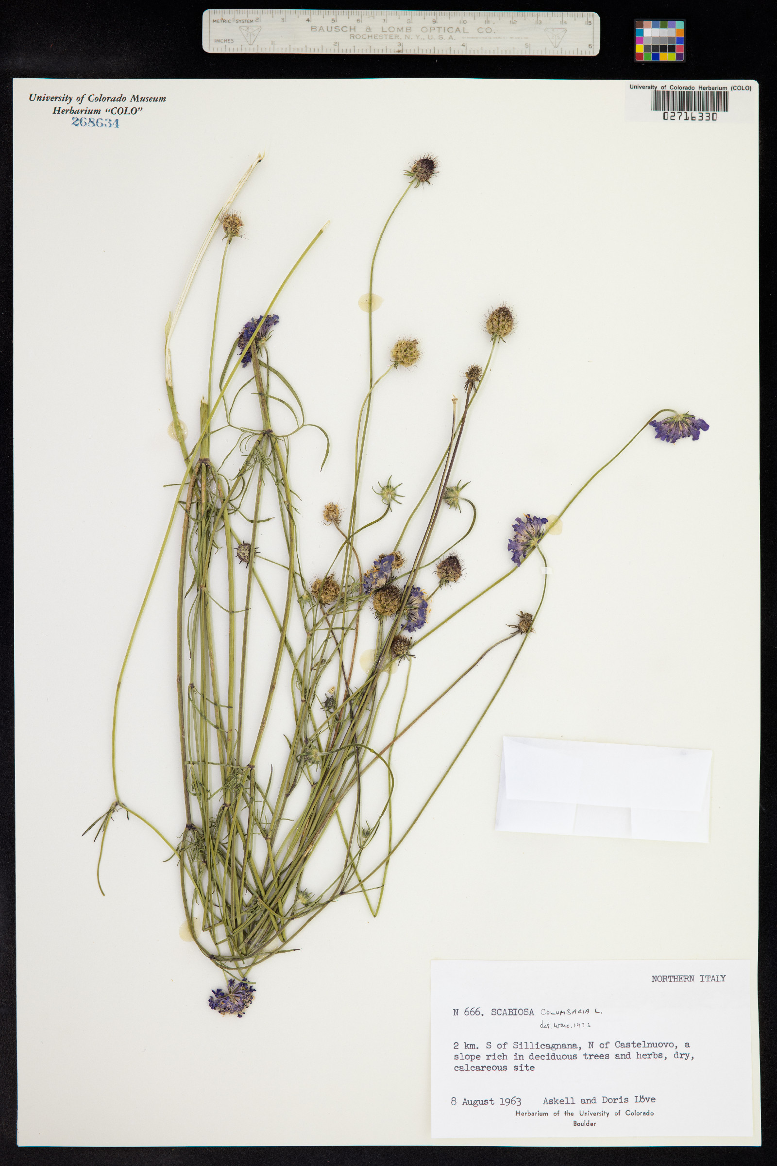 Scabiosa columbaria image