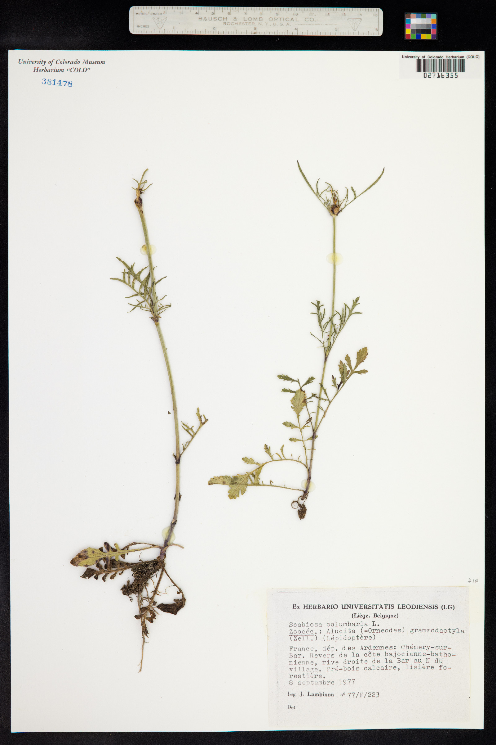 Scabiosa columbaria image