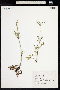 Scabiosa columbaria image