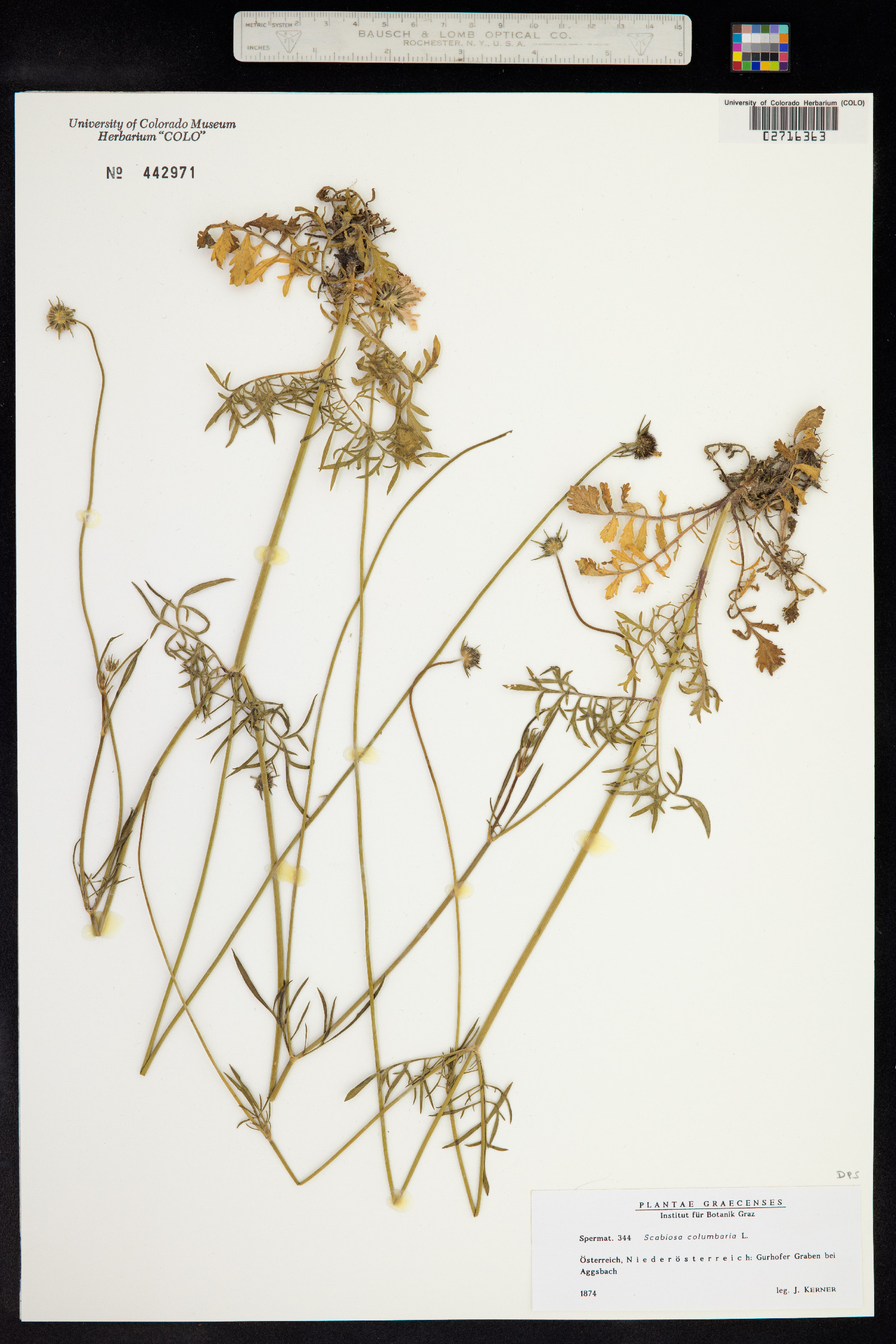 Scabiosa columbaria image