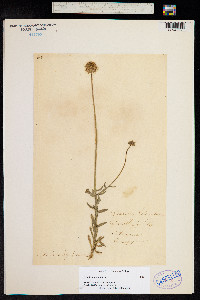 Scabiosa columbaria image