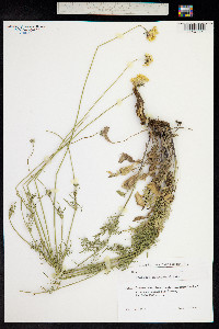 Scabiosa ochroleuca image