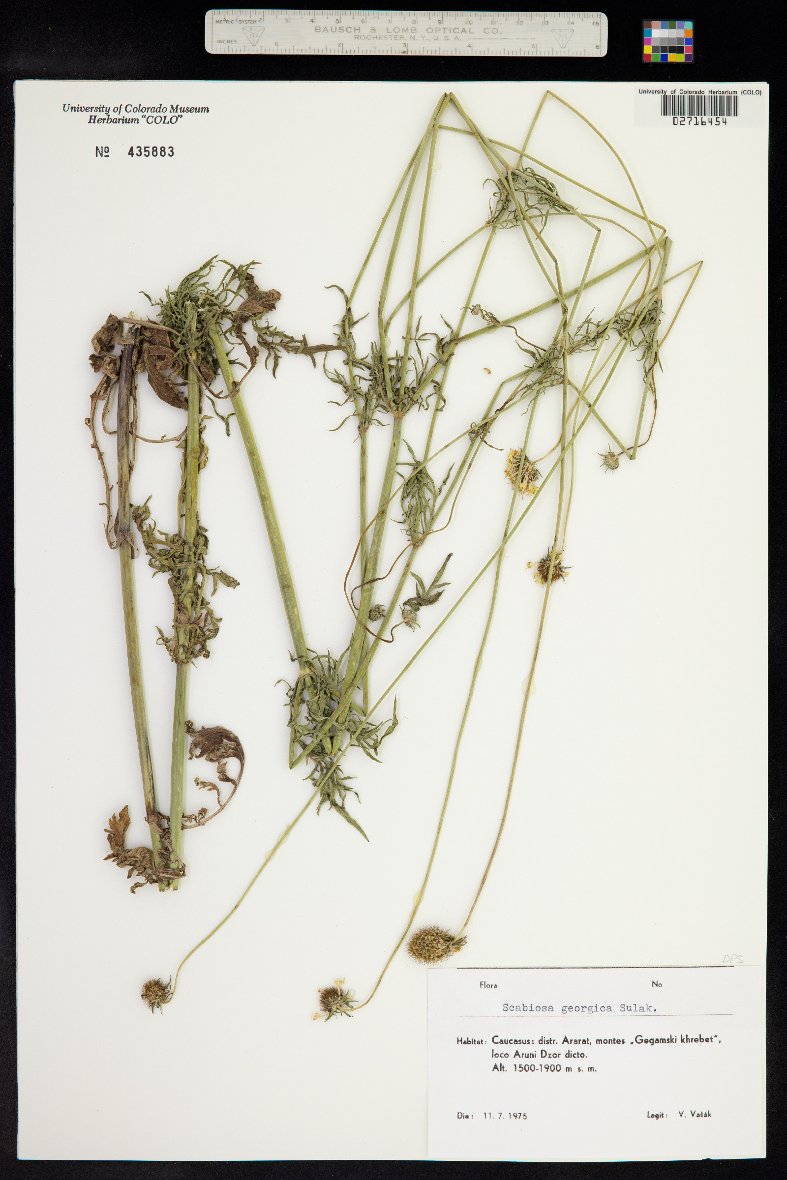 Scabiosa ochroleuca image