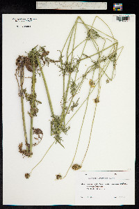 Scabiosa ochroleuca image