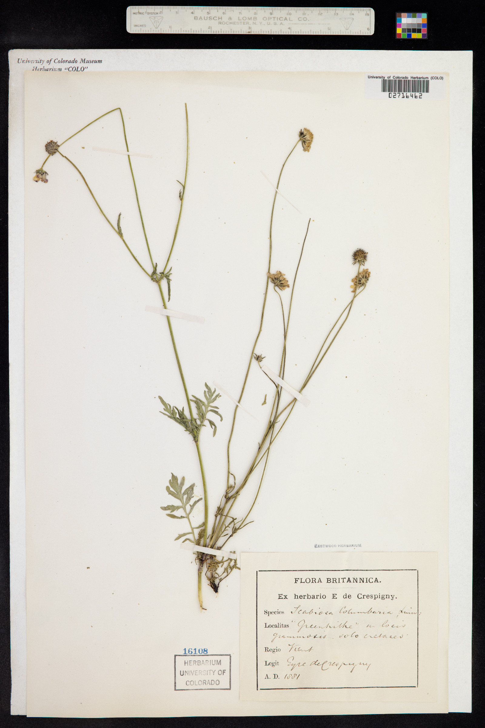 Scabiosa columbaria image