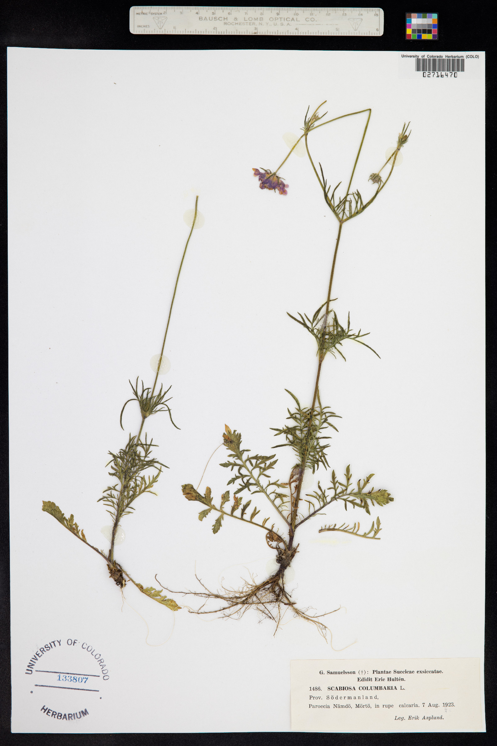 Scabiosa columbaria image