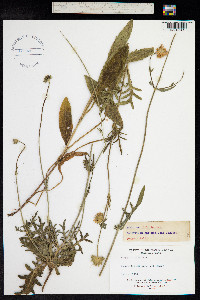 Image of Scabiosa columbaria