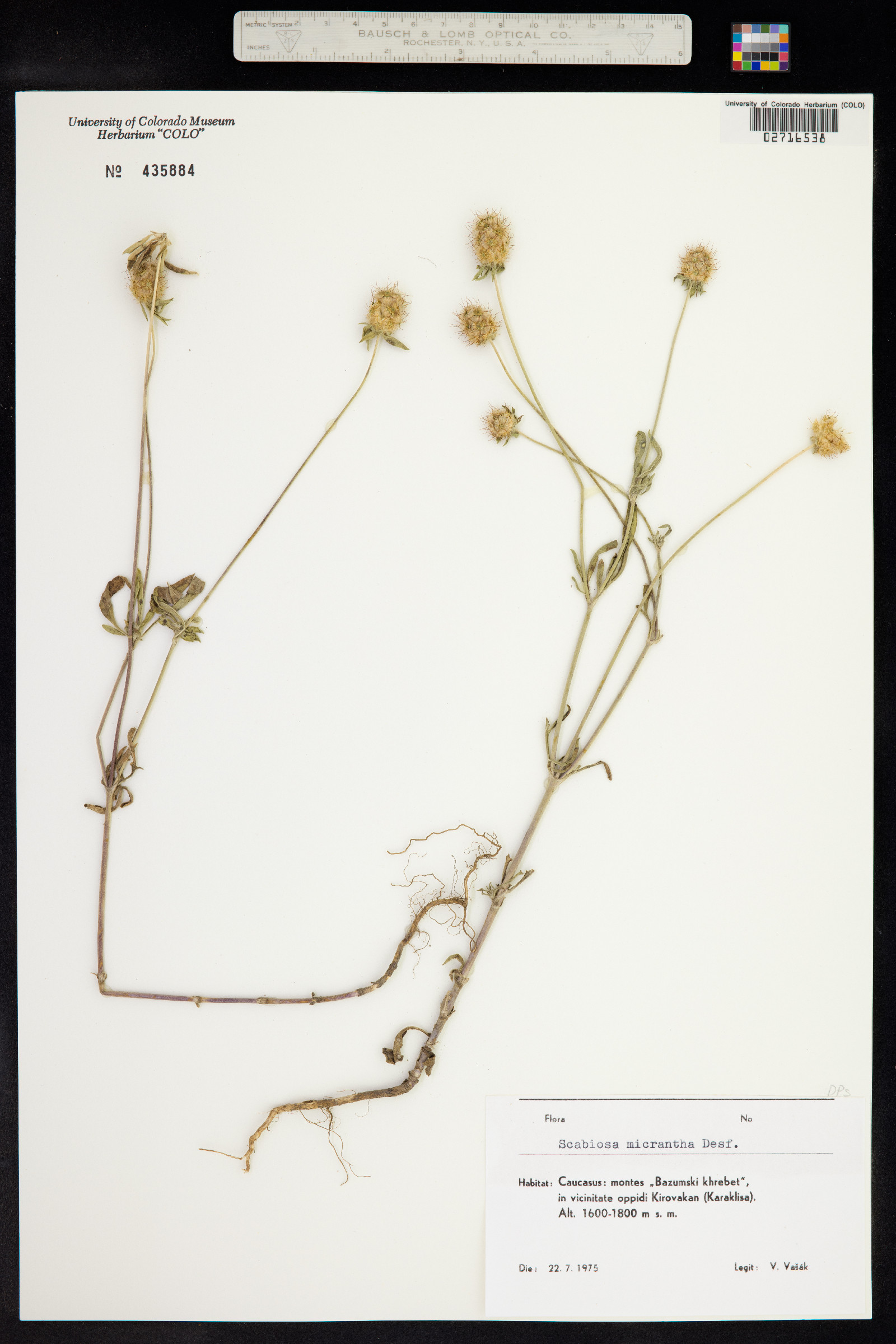 Scabiosa micrantha image