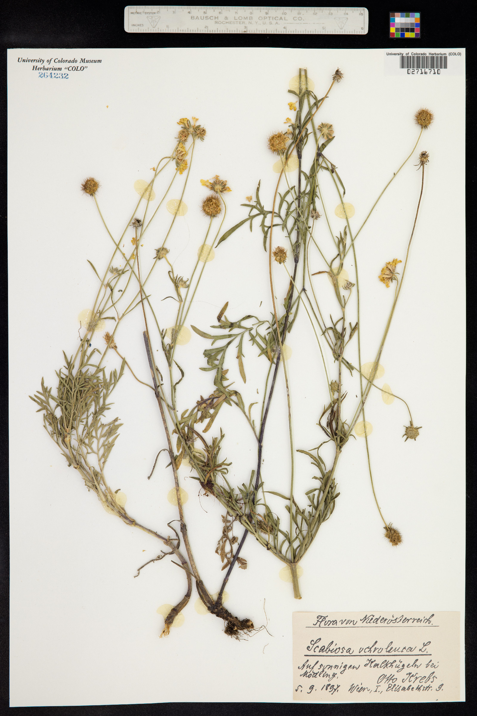 Scabiosa image