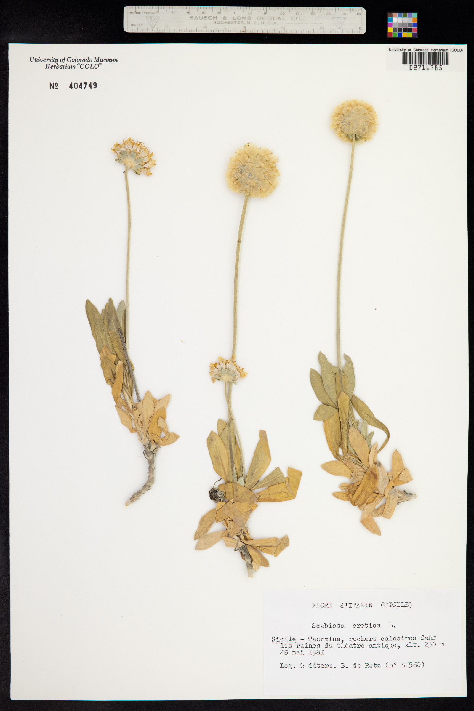 Scabiosa cretica image