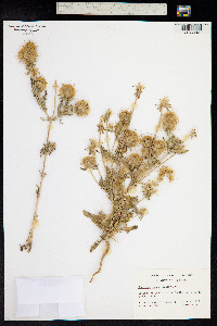 Lomelosia stellata image