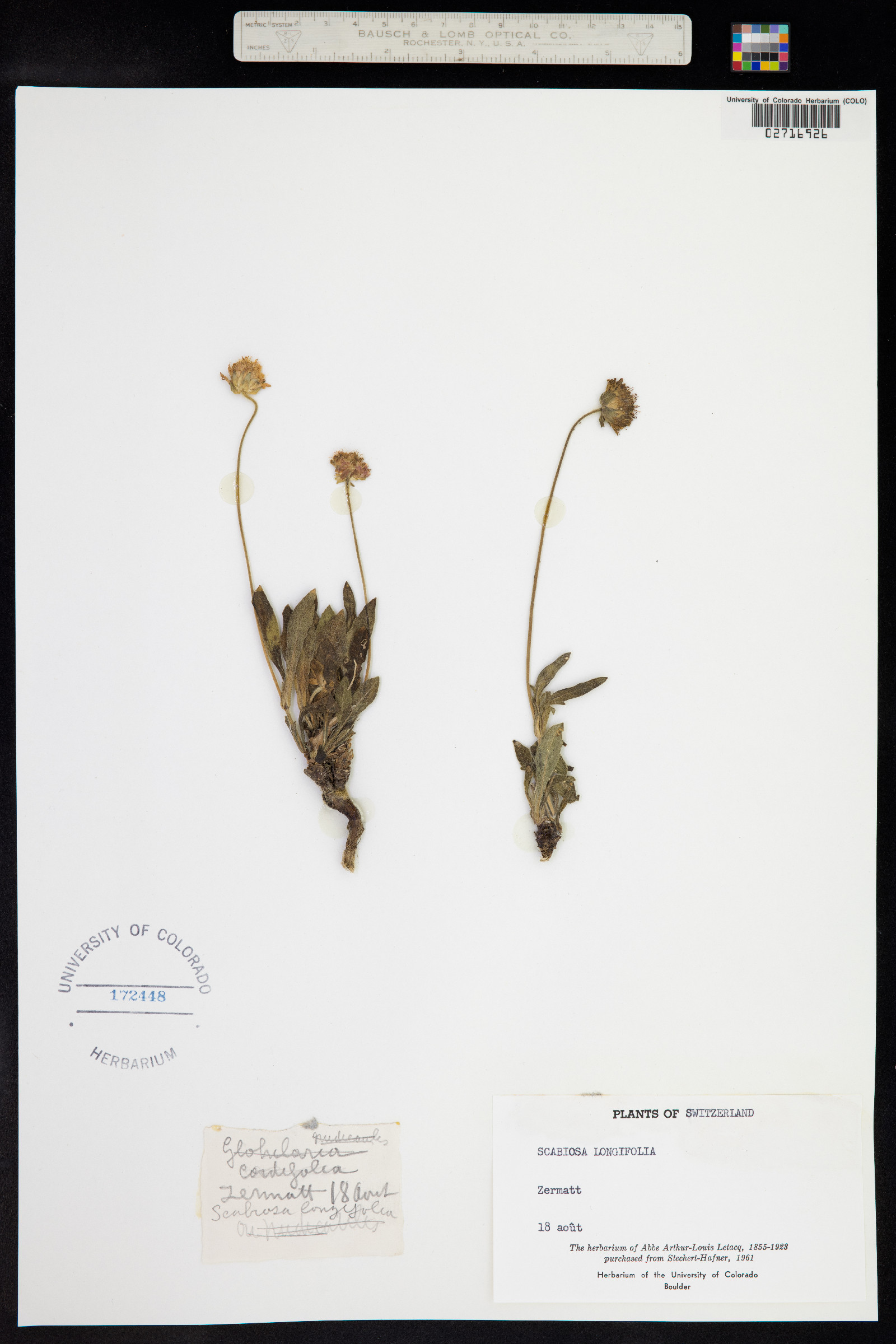 Knautia longifolia image