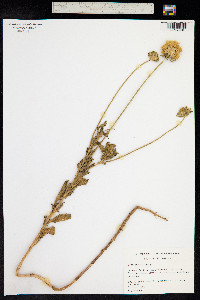 Image of Lomelosia stellata