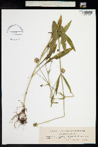 Image of Succisella inflexa