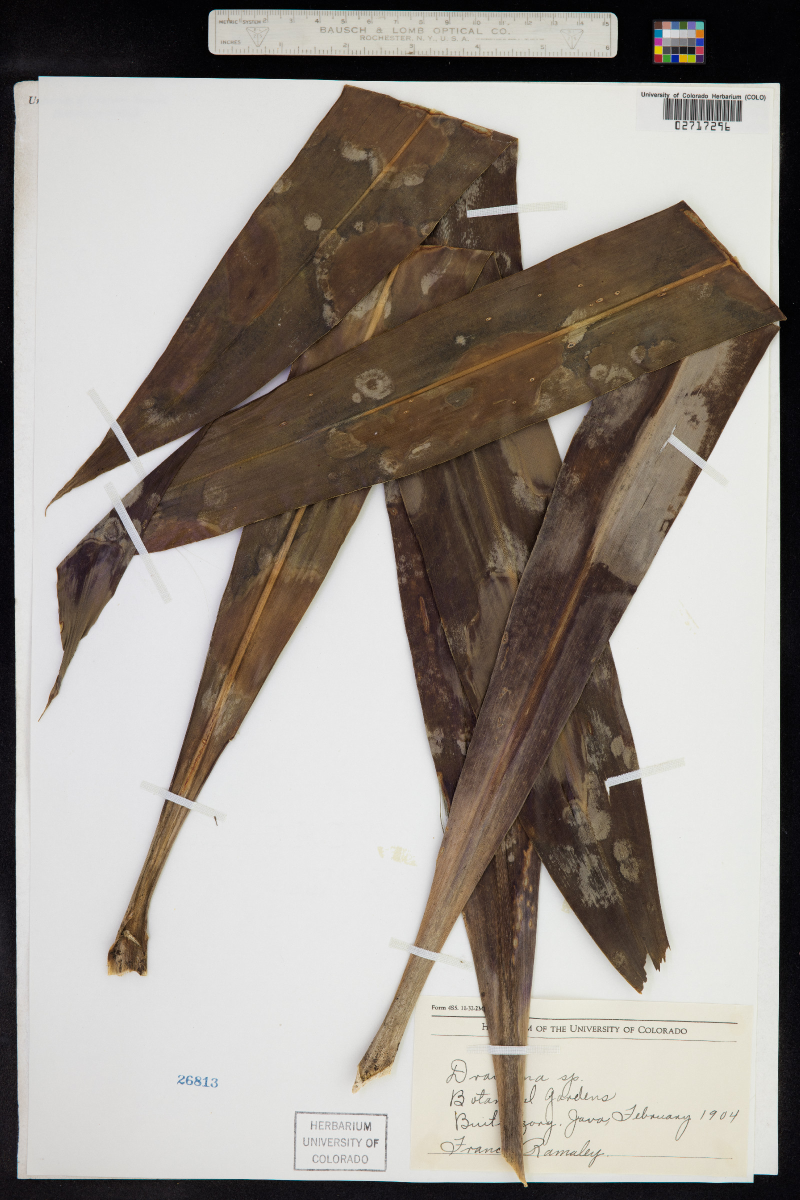 Dracaena image
