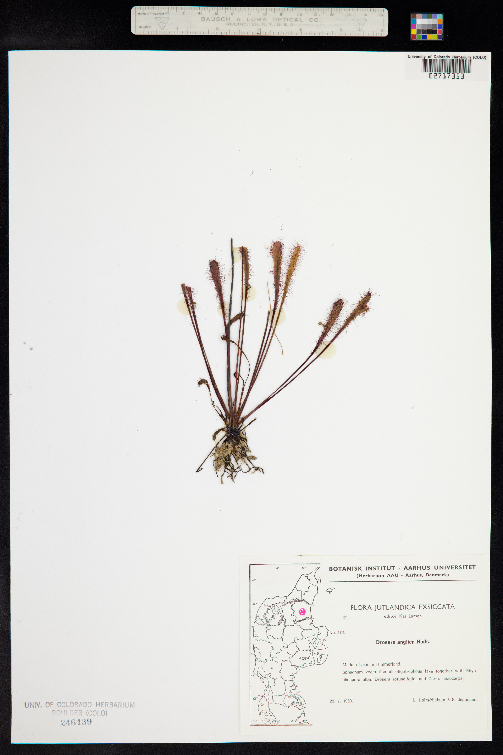 Drosera anglica image