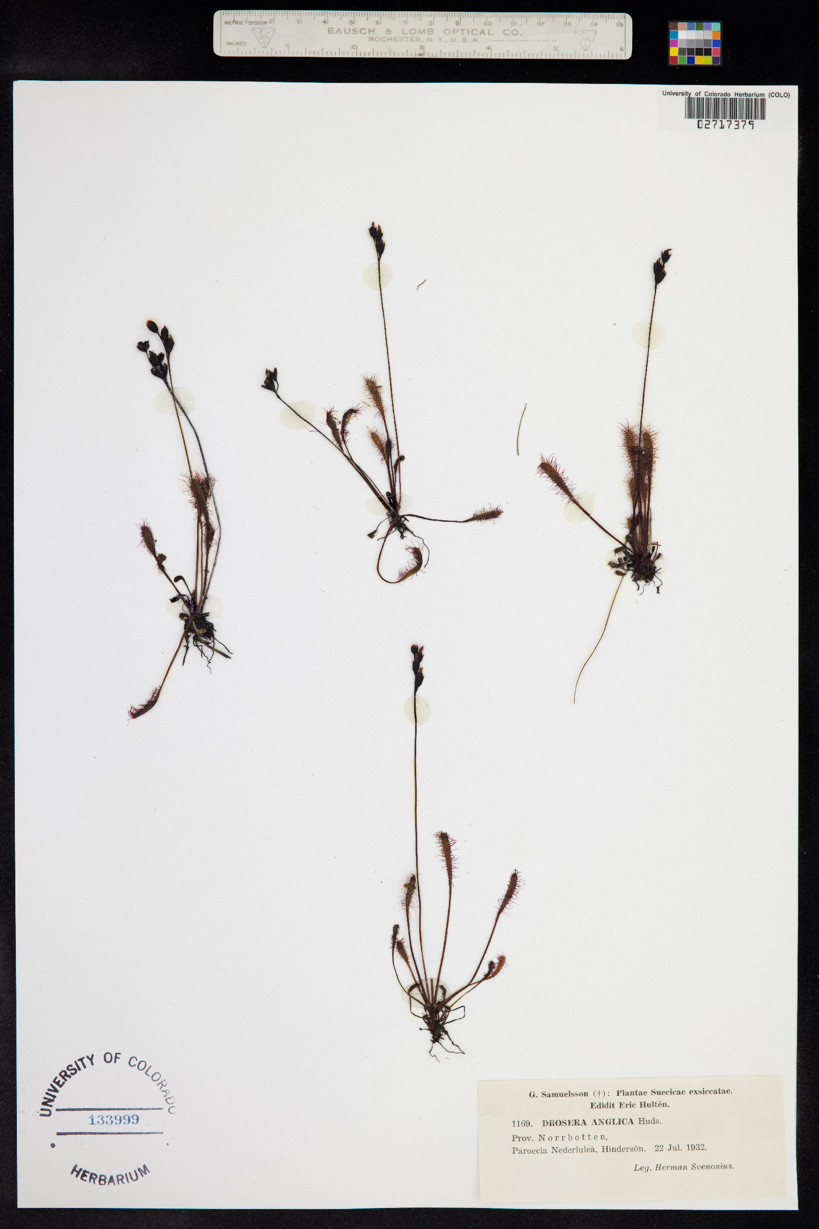 Drosera anglica image