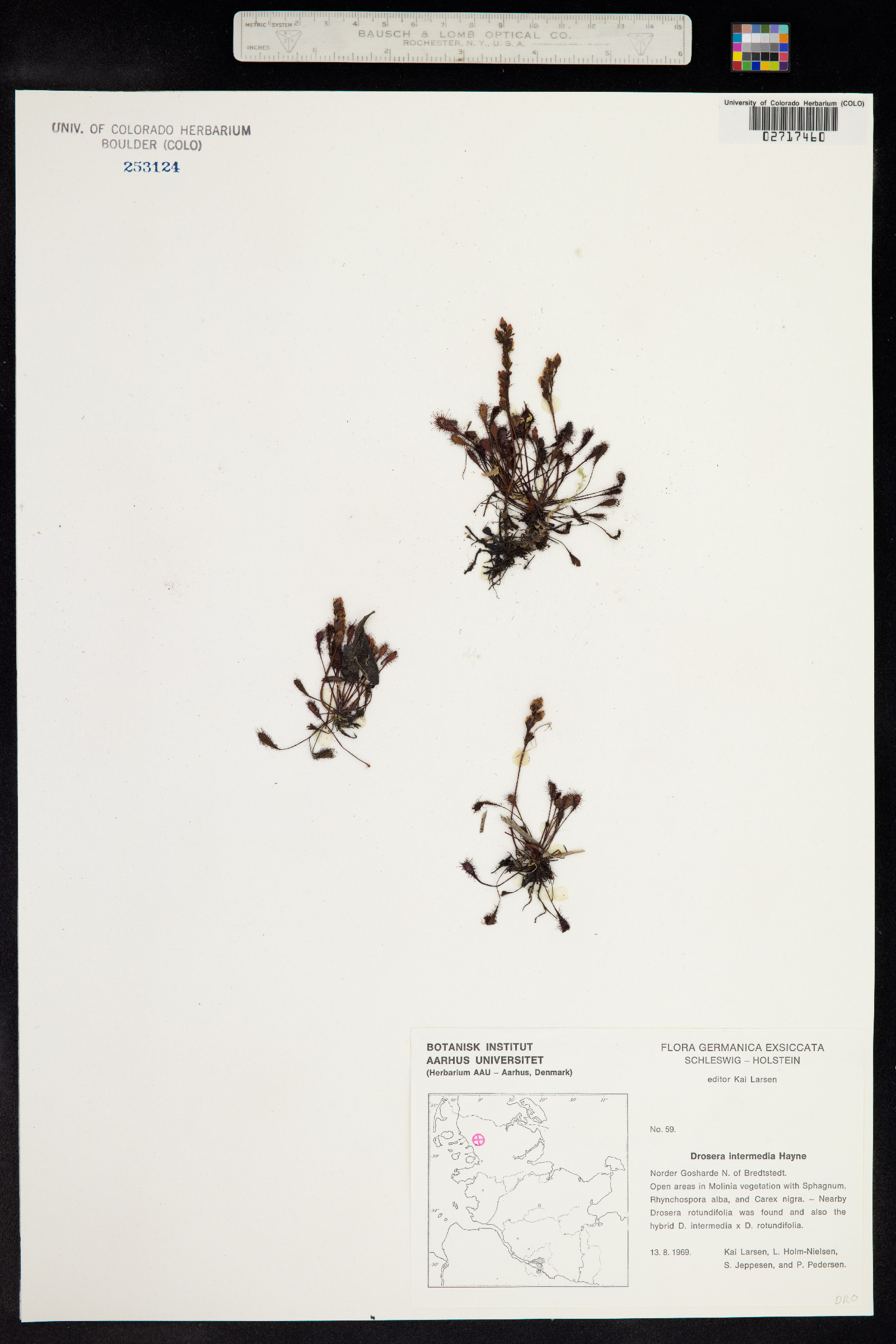 Drosera intermedia image