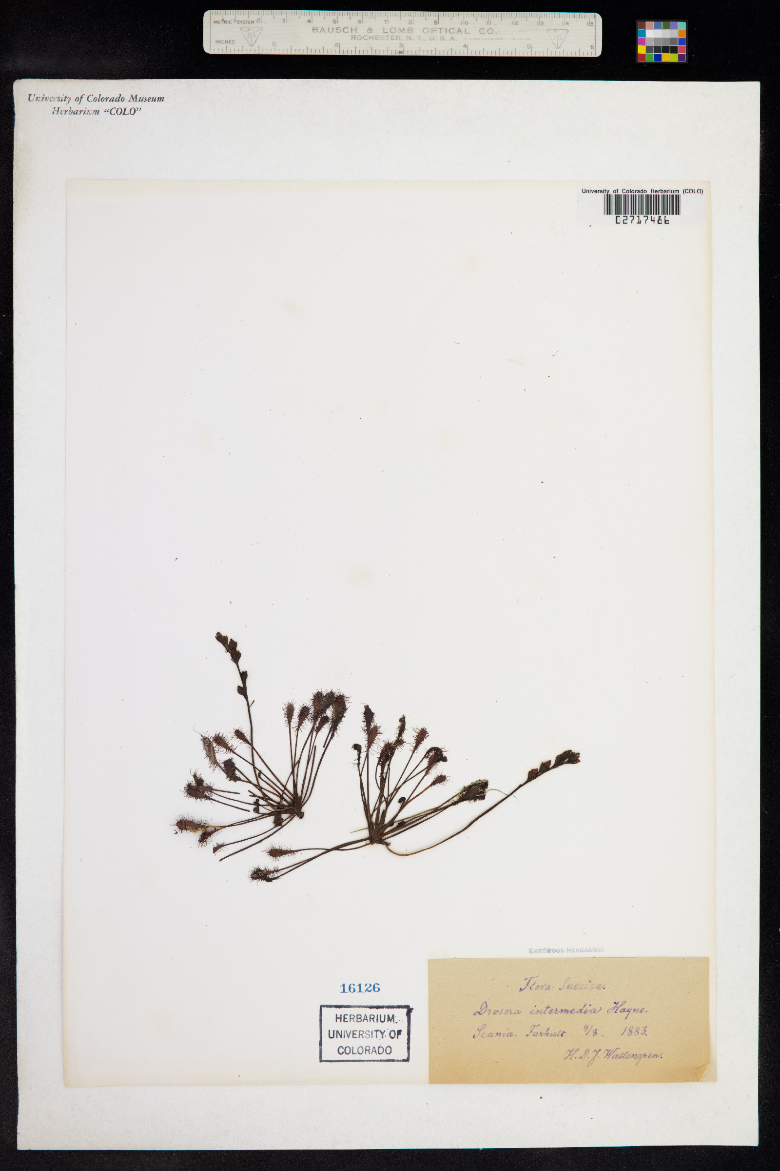 Drosera intermedia image