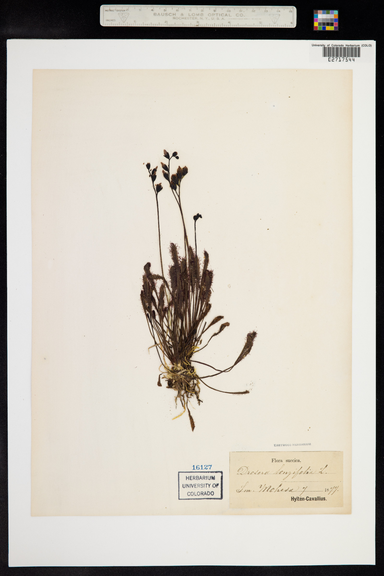 Drosera anglica image