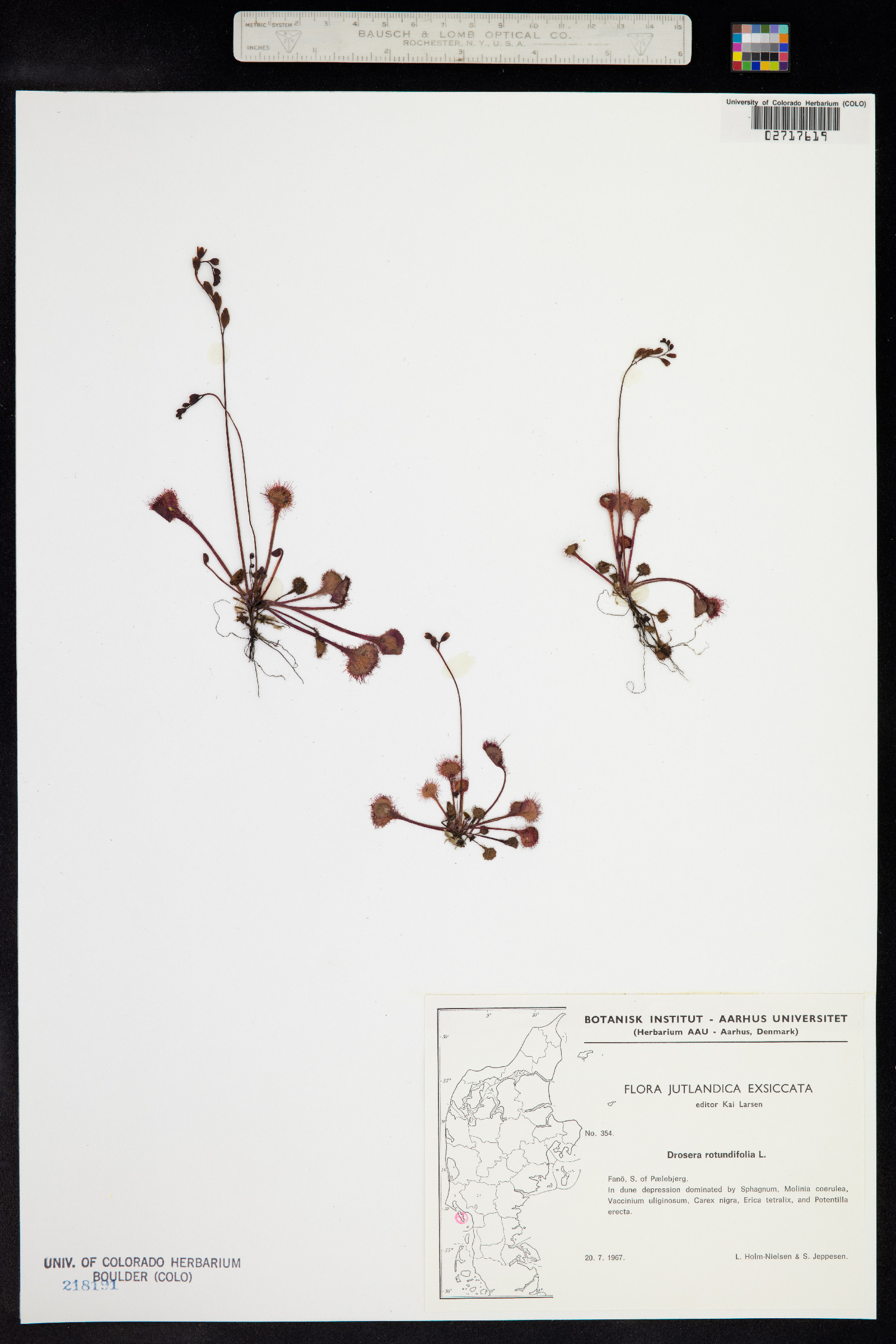 Drosera rotundifolia image