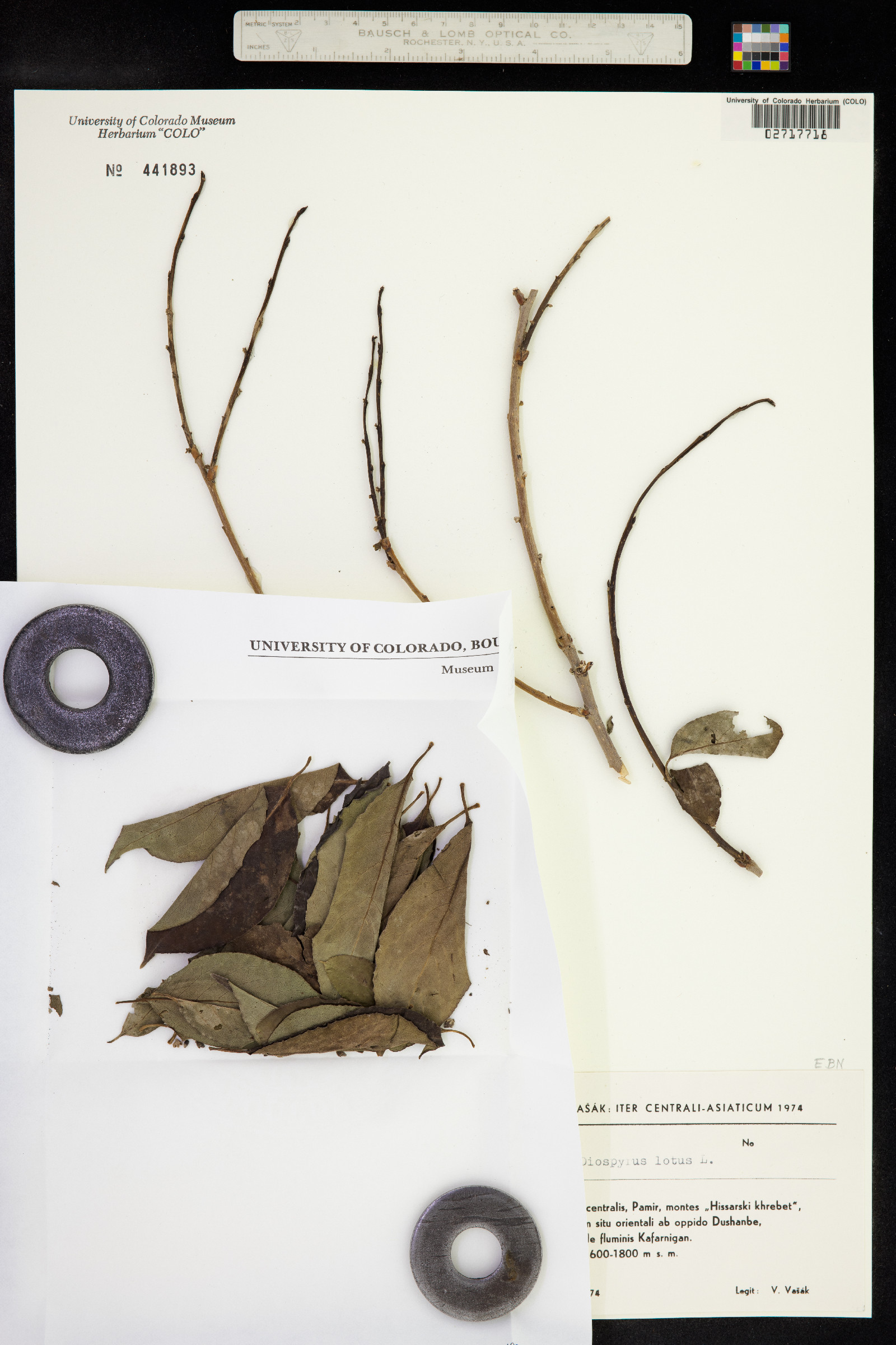 Diospyros image