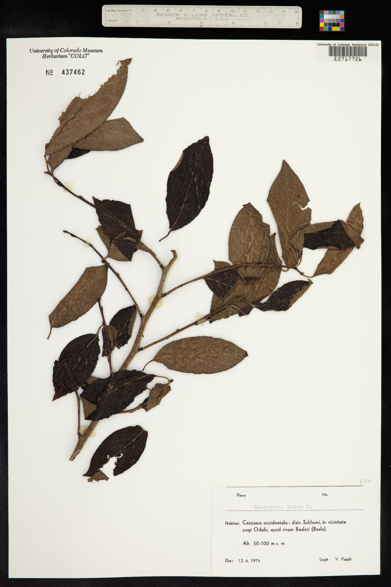 Diospyros lotus image