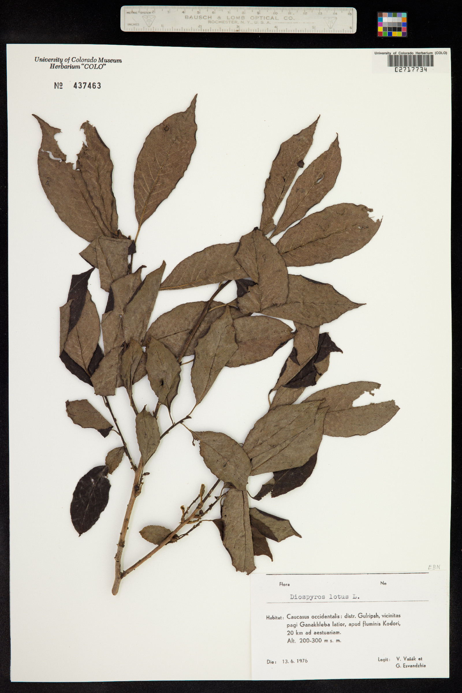 Diospyros image