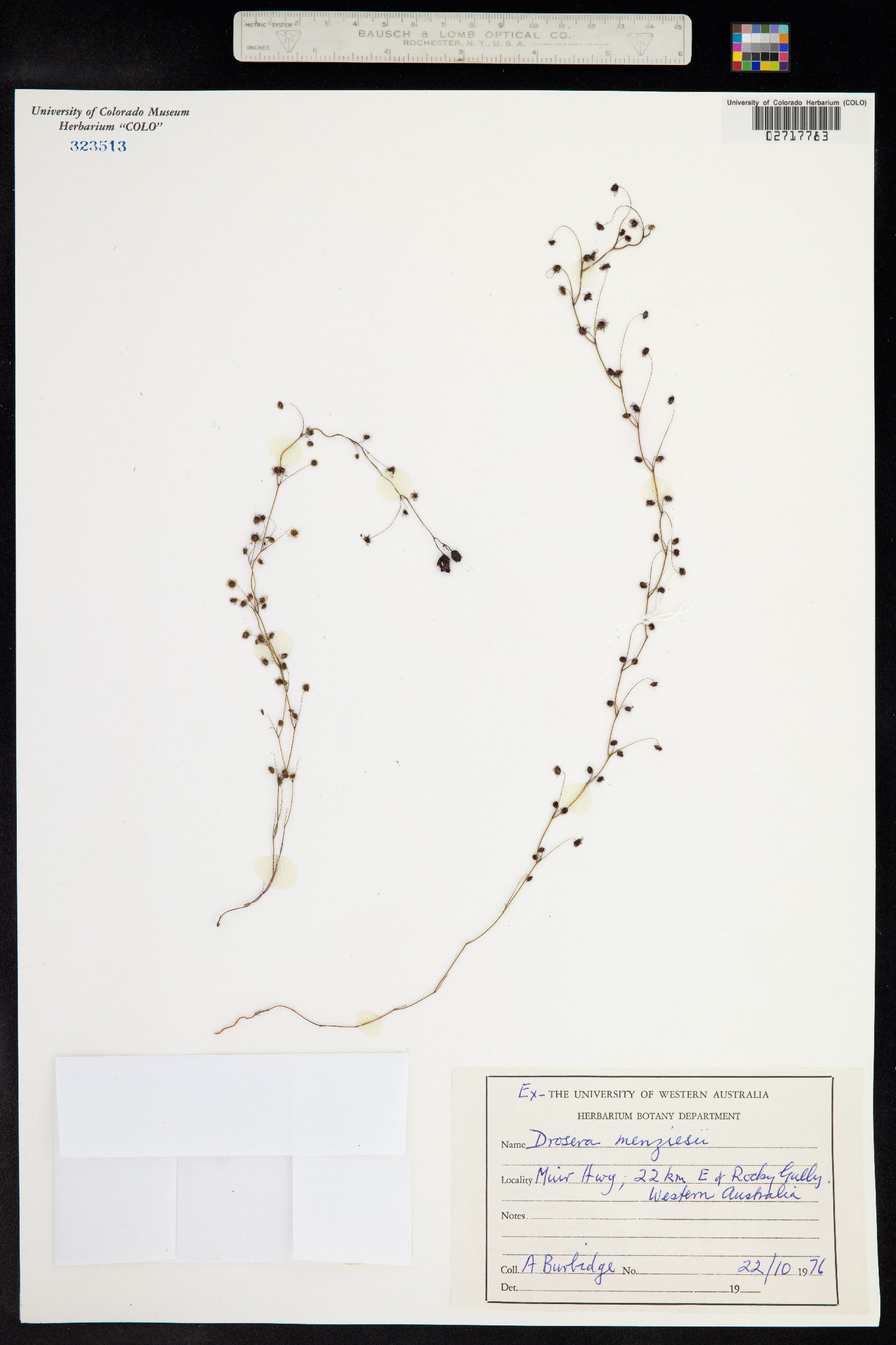 Drosera menziesii image