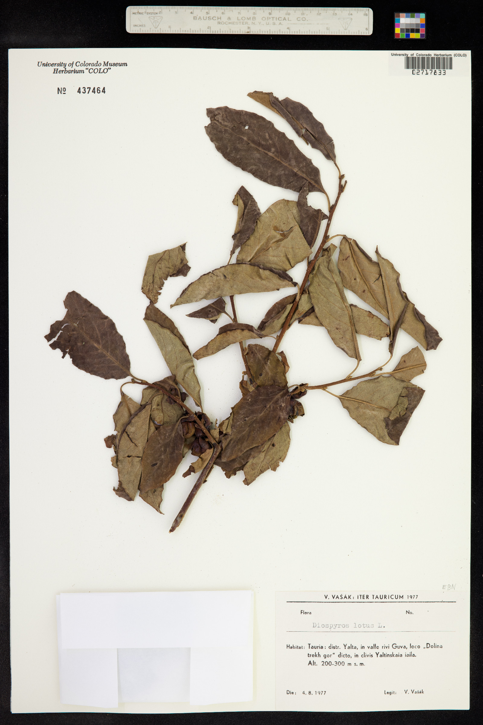 Diospyros lotus image